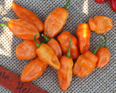 Helios – Habanero Pepper Seed