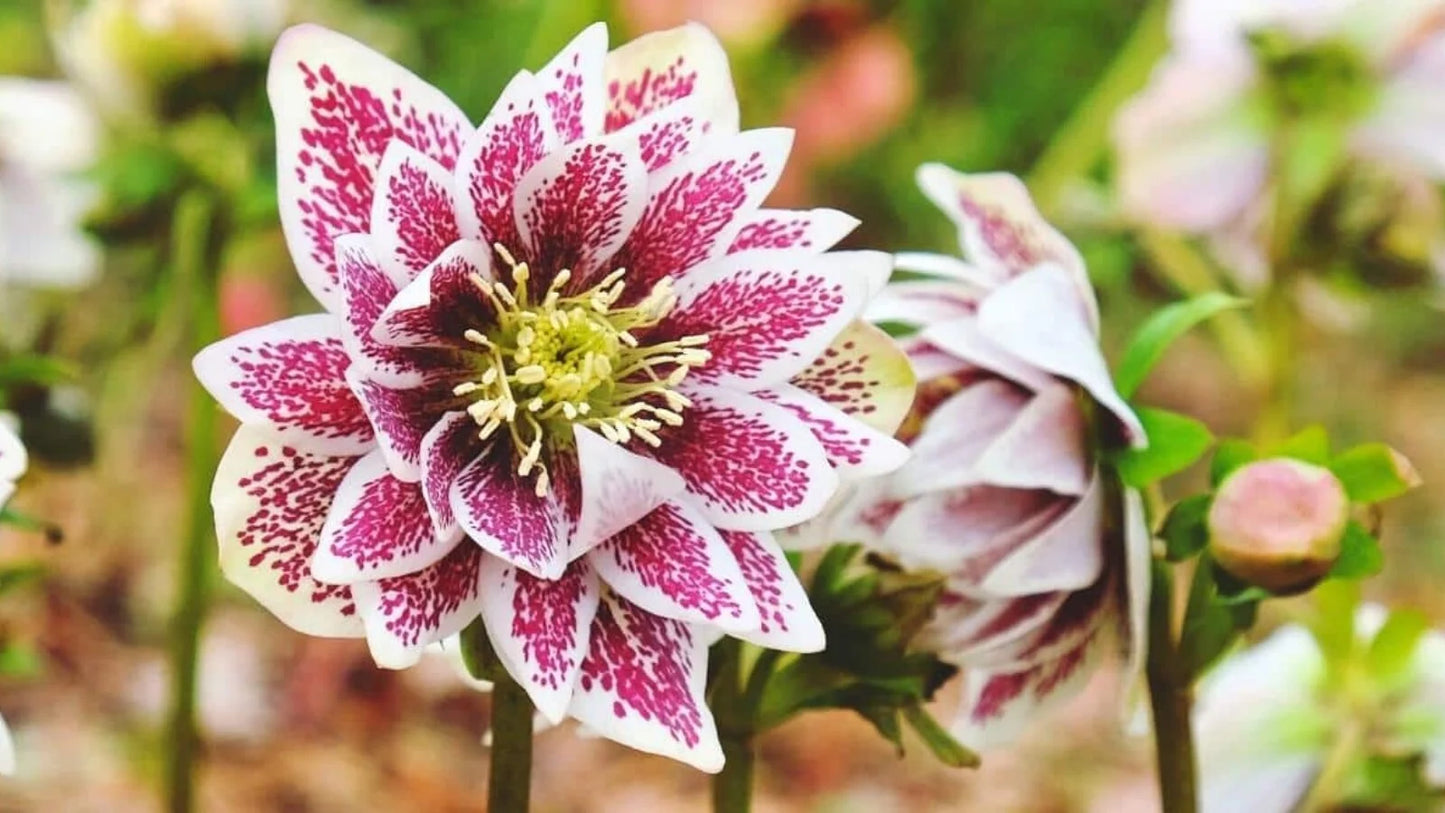 Romantic Getaway Single Hellebore