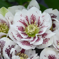 Confetti Cake Double Hellebore