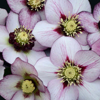 French Kiss Single Hellebore