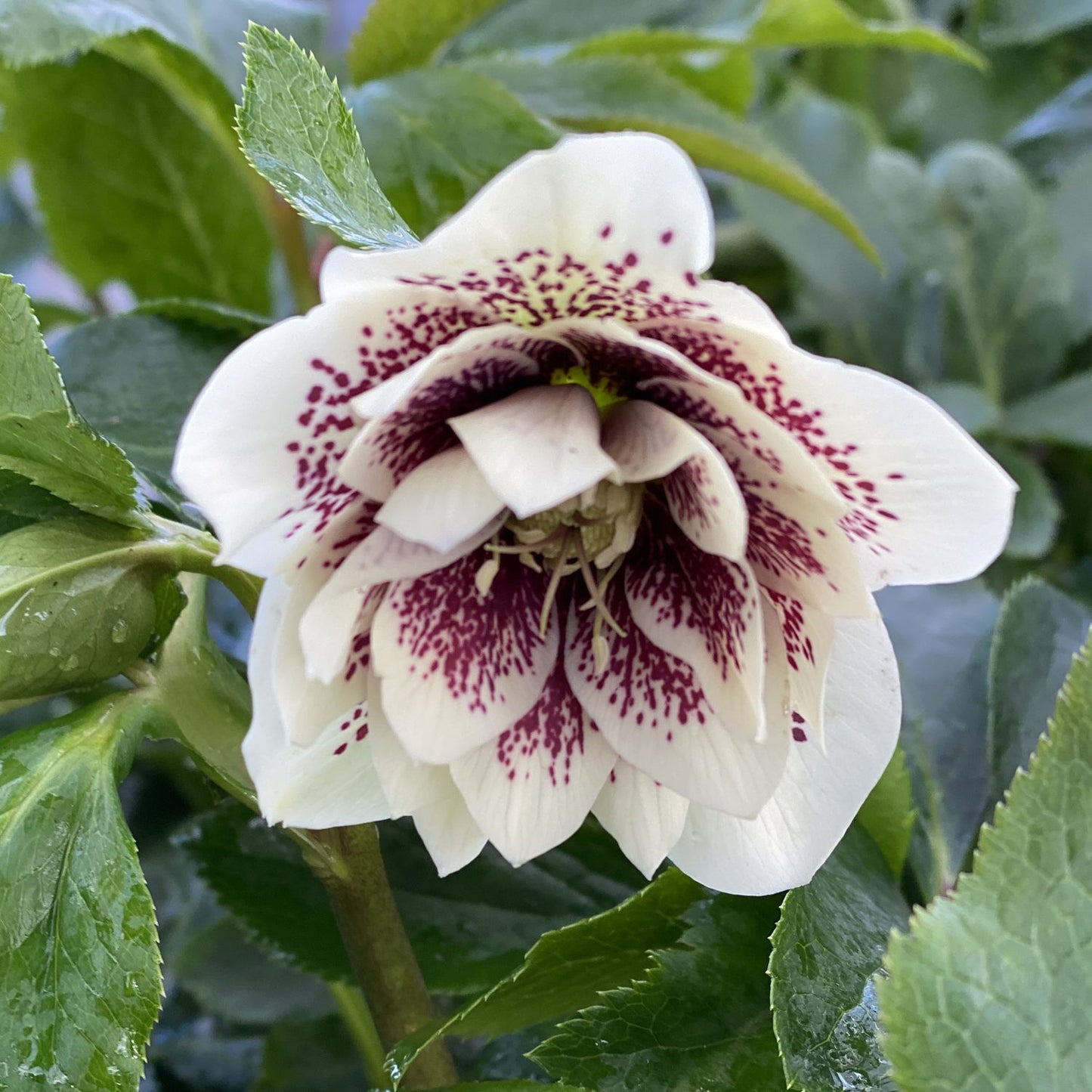 Confetti Cake Double Hellebore
