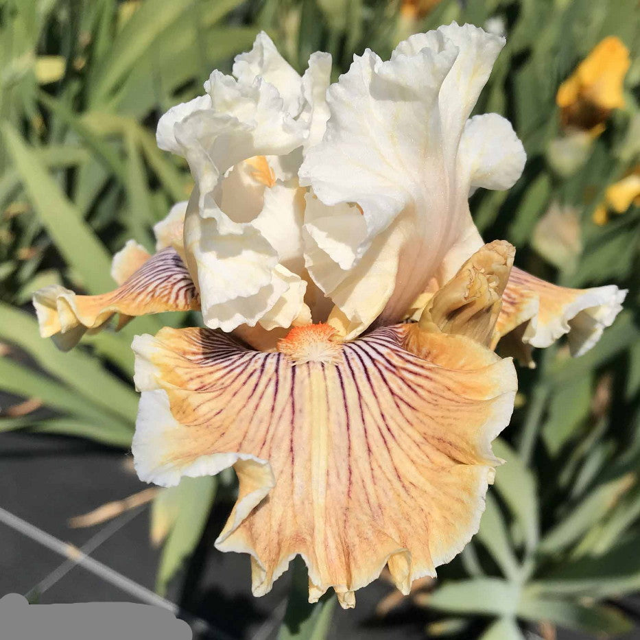 Hello Darling Bearded Iris Seeds