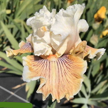 Sassy Tart Bearded Iris