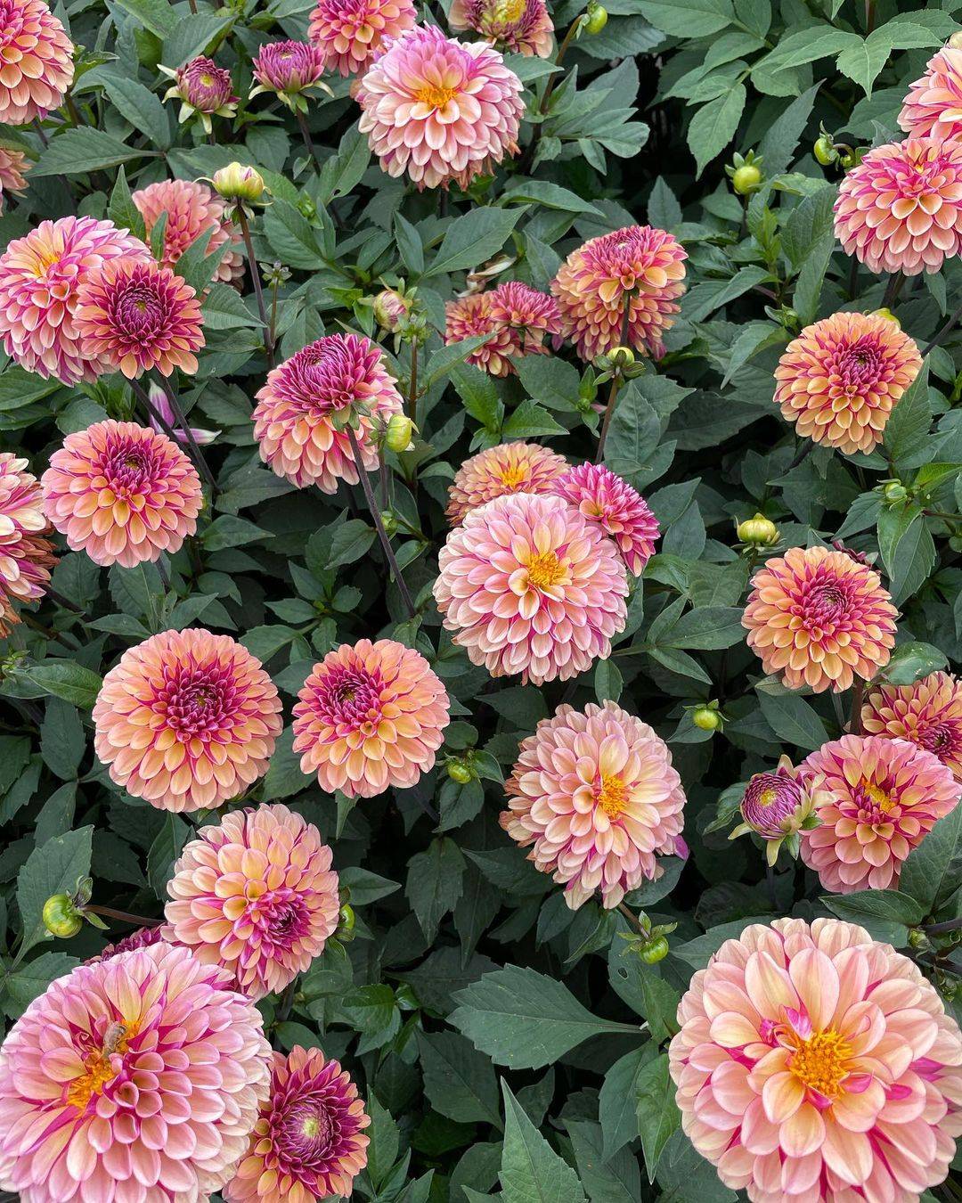 Palmares Dahlia
