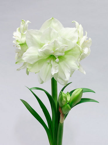 Marilyn Amaryllis Duo Seeds