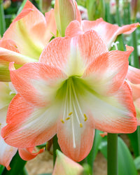 Shine Dream Amaryllis  Seeds