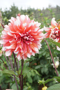 Holland Festival Dahlia