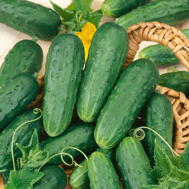 Northern Pickling – Organic Cucumber Seed