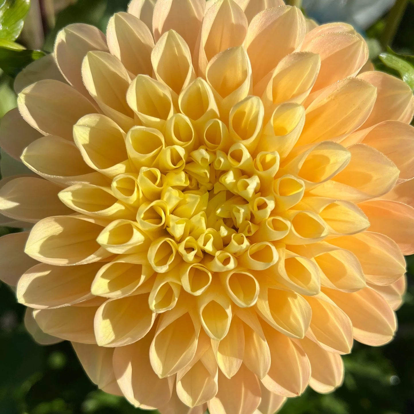 Honey Dew Dahlia