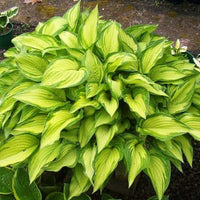 Fortunei Albopicta Hosta