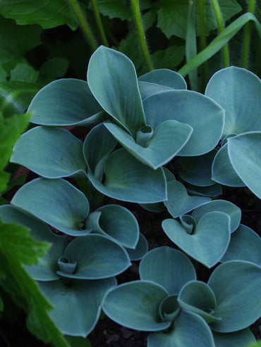 Blue Mouse Ears Mini Hosta