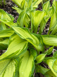 Fortunei Albopicta Hosta