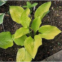 Glad Tidings Hosta