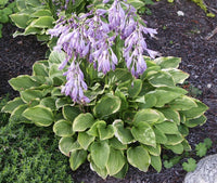 Purple Sensation Hosta