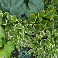 Hosta Mixture Super Sak