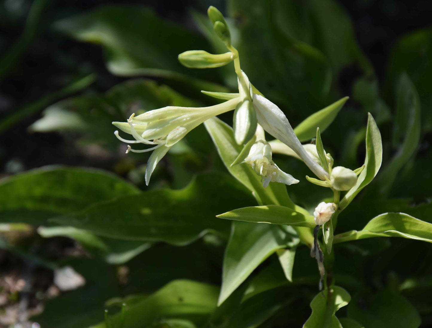 Miracle Lemony Hosta