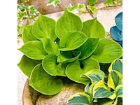 Monster Ears Mini Hosta