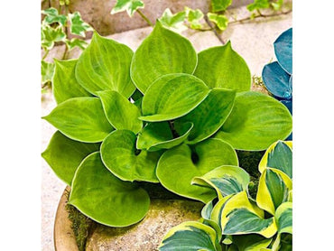 Monster Ears Mini Hosta