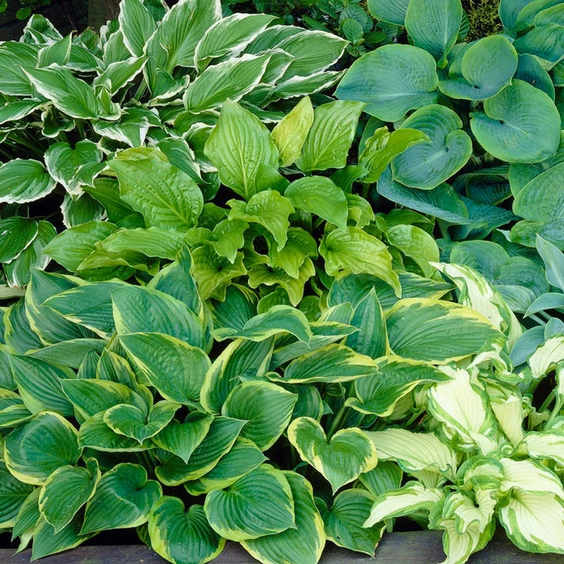 Hosta Mixture Super Sak