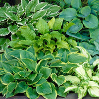 Sun Tolerant Hosta Collection