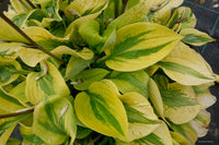 Glad Rags Hosta