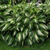 Hosta Mediovariegata