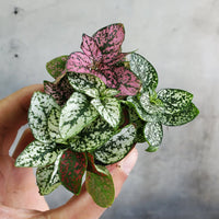 Polka Dot Plant- Pink