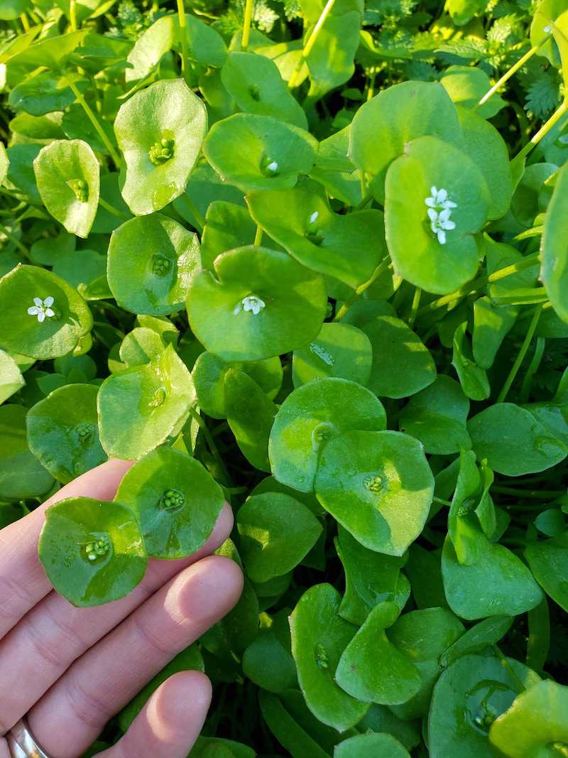 Miner's Lettuce