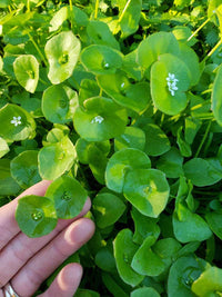 Miner's Lettuce