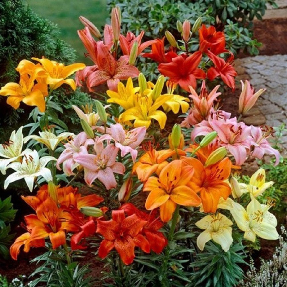 Carpet Border Lily Collection