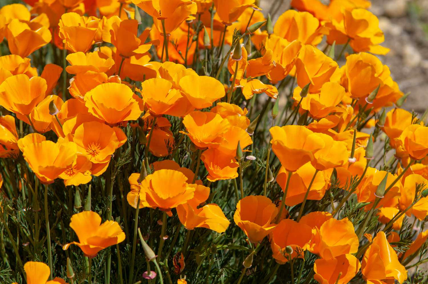 Californian Poppy- Aurantiaca Orange