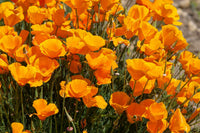 Californian Poppy- Aurantiaca Orange