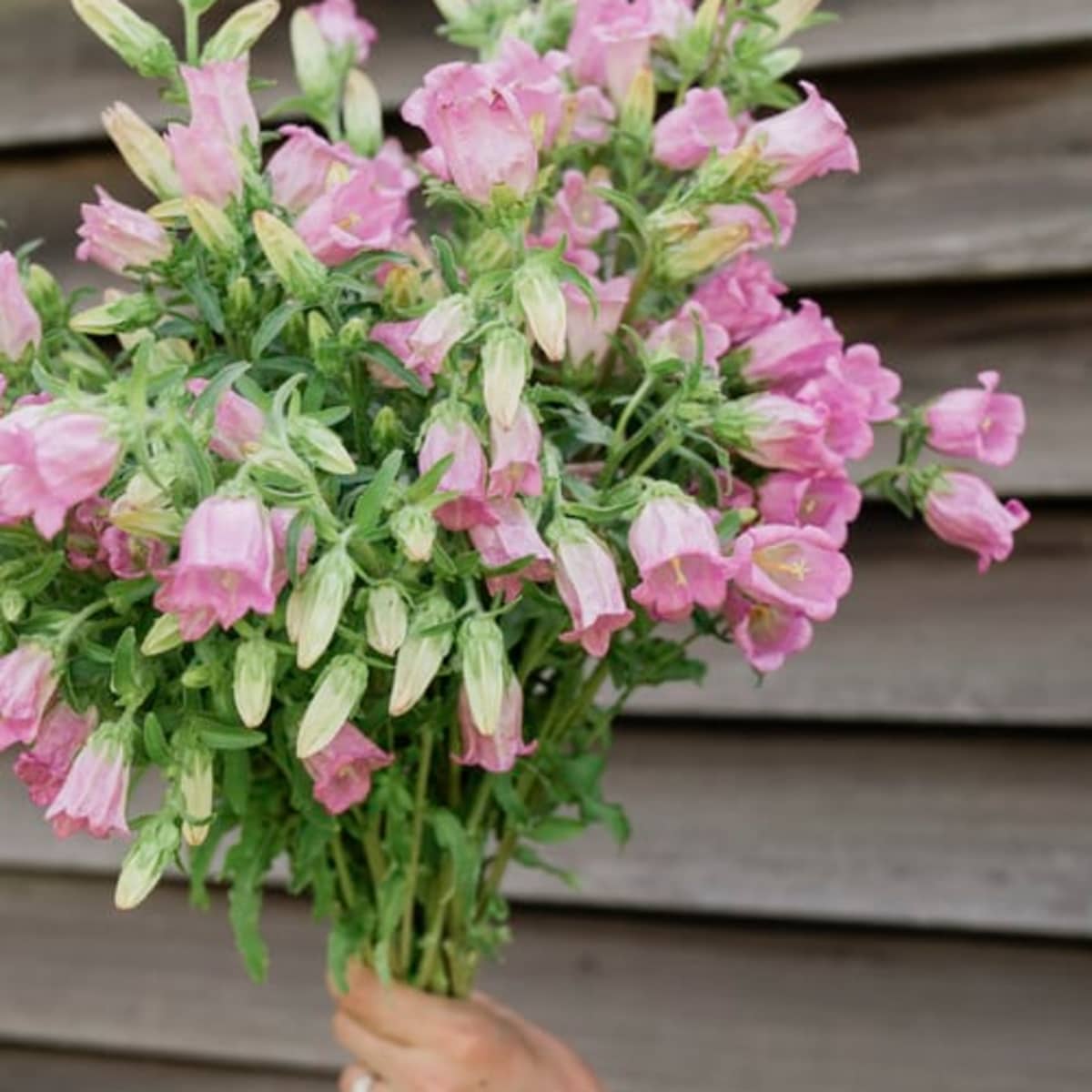 Canterbury Bells- Rose Pink