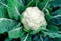 EarliSnow – Cauliflower Seed