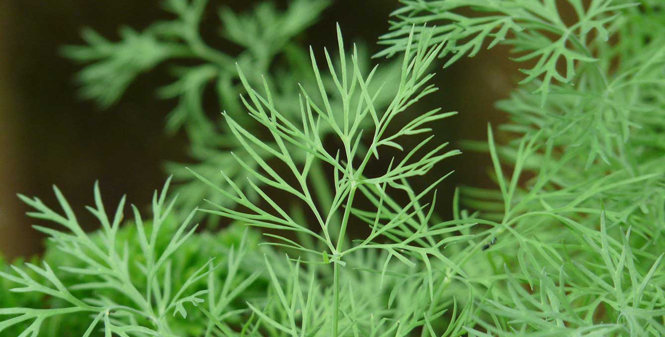 Hera – Dill Seed