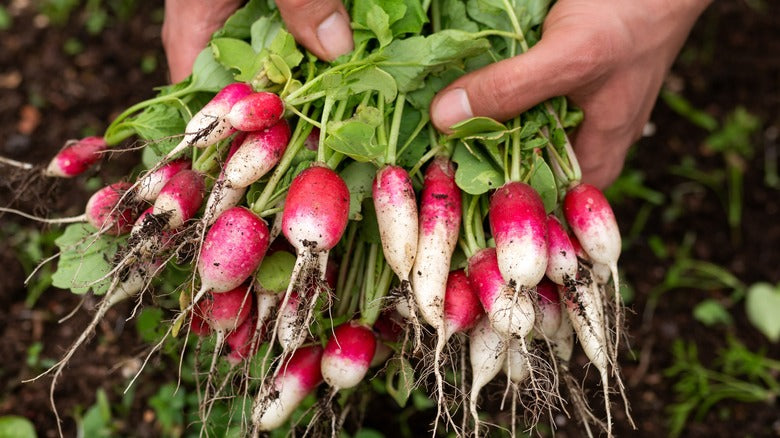 D’Avignon – Radish Seed