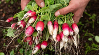 D’Avignon – Radish Seed