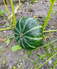 Sweet Jade – Organic Kabocha Squash Seed