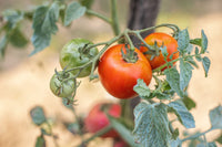 Wisconsin 55 – Organic Tomato Seed
