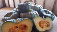 Pumpkin- Queensland Blue