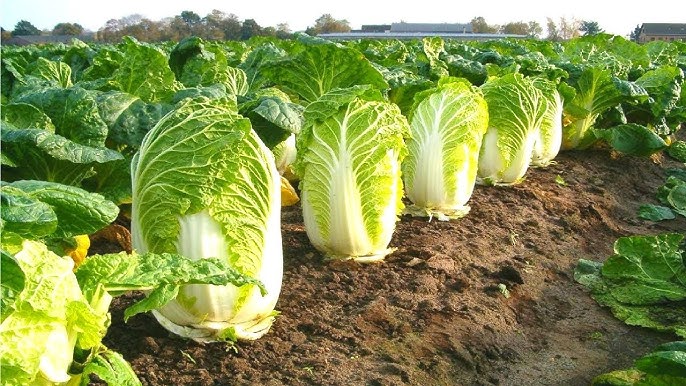Cabbage Chinese Wong Bok Vegetable Seeds
