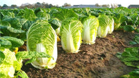 Cabbage Chinese Wong Bok Vegetable Seeds