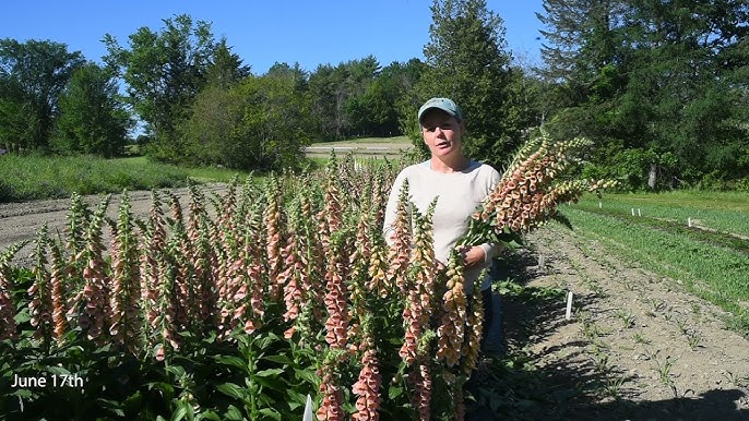 Polkadot Polly – Digitalis Seed
