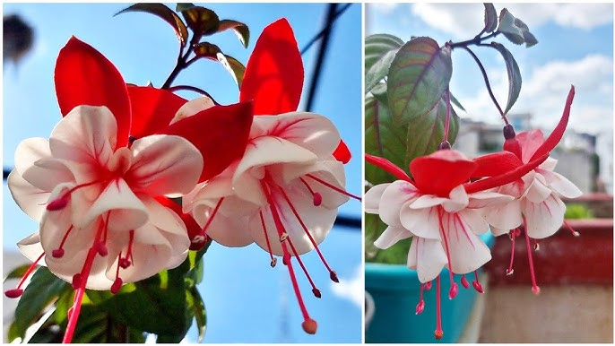 Fuchsia Flowers Seeds - Lantern Flower