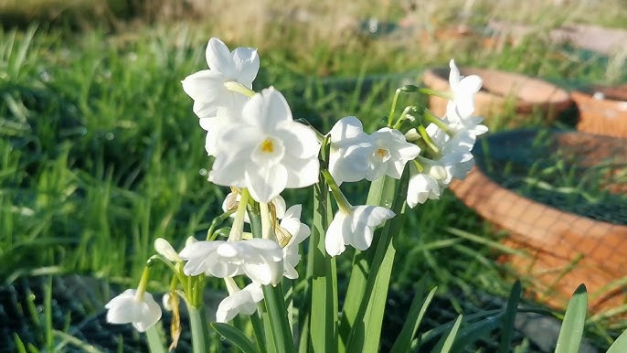 Fragrant Paperwhites Seeds