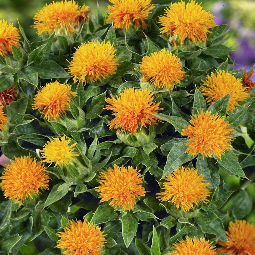 Heirloom Non-GMO Safflower Seeds for Planting – Drought-Tolerant Medicinal Flower Seeds - Non-GMO for planting in home garden