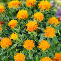 Heirloom Non-GMO Safflower Seeds for Planting – Drought-Tolerant Medicinal Flower Seeds - Non-GMO for planting in home garden