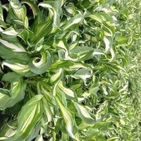 Hosta Mediovariegata