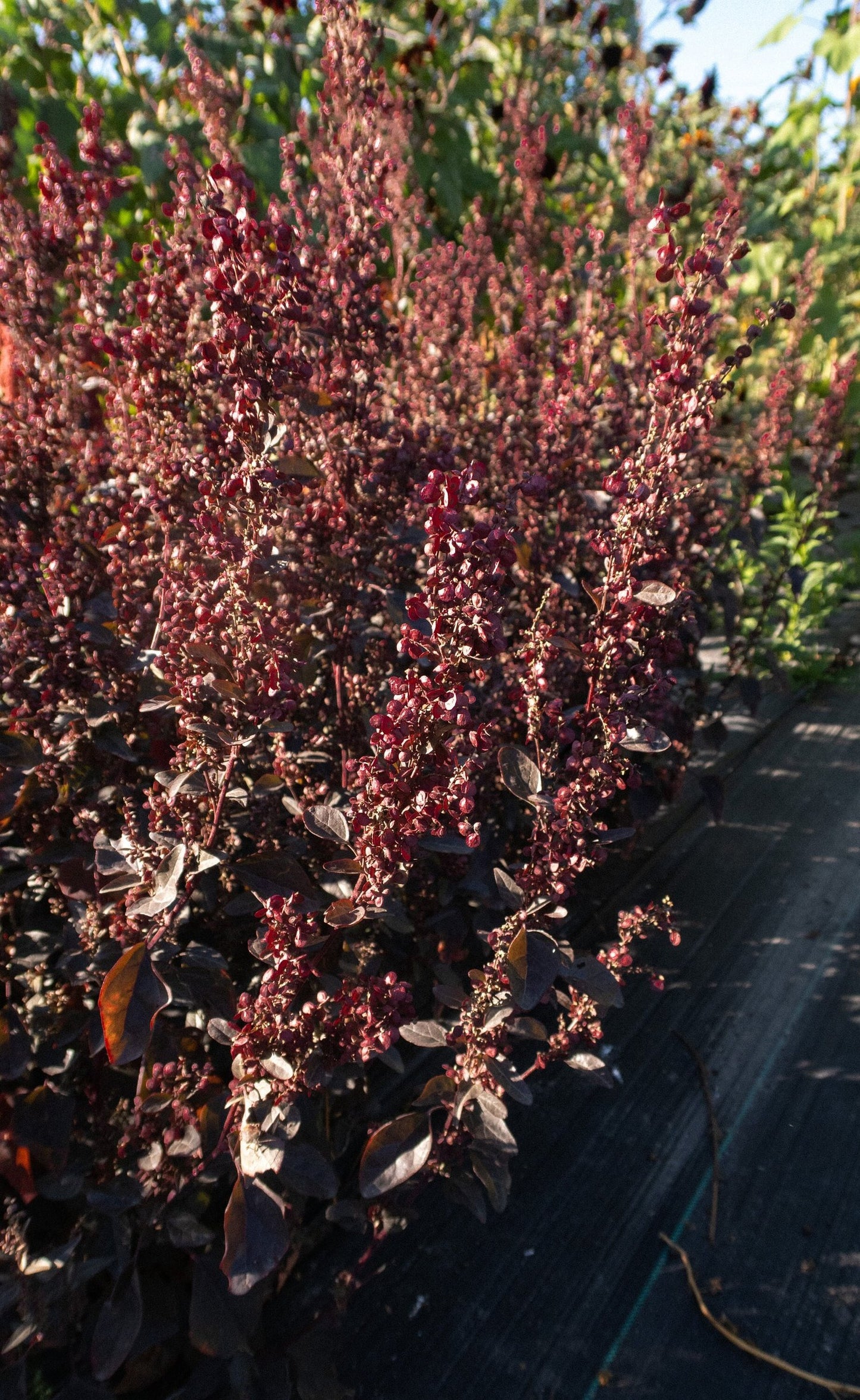 Copper Plume – Organic Atriplex Seed