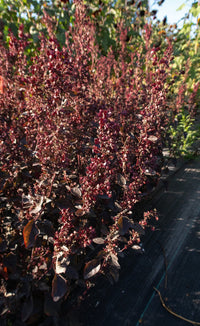 Copper Plume – Organic Atriplex Seed